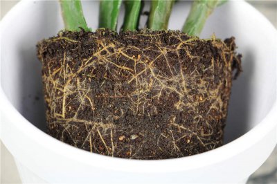 蟹爪蘭受凍急救 蟹爪蘭冬季養護技巧